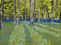 Bluebell Woods